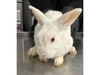 Adopt S-75 a New Zealand / Mixed rabbit in Pomona, CA (41540270)