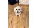 Adopt Luna a White Maltipoo / Mixed dog in Pleasant Grove, UT (41540396)