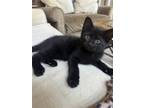 Adopt Naples a All Black Domestic Shorthair / Mixed (short coat) cat in