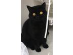 Adopt Ombre a British Shorthair cat in Annapolis, MD (41540384)