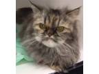 Adopt Roxy a Persian cat in Annapolis, MD (41540383)