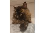Adopt Serena a Persian cat in Annapolis, MD (41540382)