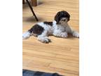 Adopt Neo a Brown/Chocolate - with White Cavapoo / Mixed dog in Flossmoor