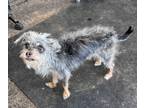 Adopt Abby a Gray/Blue/Silver/Salt & Pepper Terrier (Unknown Type