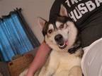 Adopt Hiccup a White Siberian Husky / Mixed dog in Newport, KY (41506358)