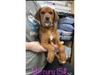 Adopt Mercury a Brown/Chocolate - with White Black Mouth Cur / Mixed dog in
