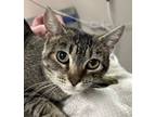 Adopt Miraculous Ladybug a Domestic Shorthair / Mixed cat in Sherwood