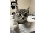 Adopt Ham a Domestic Shorthair / Mixed cat in Sherwood, OR (41540247)