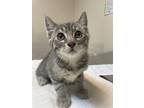 Adopt Chicken a Domestic Shorthair / Mixed cat in Sherwood, OR (41540246)