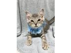 Adopt Aspen a Gray or Blue (Mostly) Domestic Shorthair / Mixed (short coat) cat