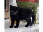 Adopt Junie a All Black Domestic Shorthair / Mixed (short coat) cat in Bay City