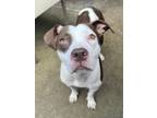 Adopt Naseem a White - with Brown or Chocolate Pit Bull Terrier / Mixed dog in