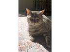 Adopt Maow a Gray or Blue Bengal / Mixed (short coat) cat in Port Jefferson