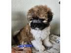 Adopt Jack Baby a Black - with White Shih Tzu / Mixed Breed (Small) / Mixed dog
