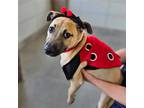 Adopt Ladybug a Mixed Breed (Medium) / Mixed dog in Rancho Santa Fe