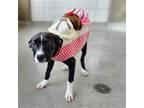 Adopt Macie a Mixed Breed (Medium) / Mixed dog in Rancho Santa Fe, CA (41539289)