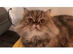 Adopt Ringing a Brown Tabby Domestic Mediumhair / Mixed (medium coat) cat in