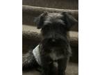 Adopt Bentley a Brown/Chocolate - with White Terrier (Unknown Type