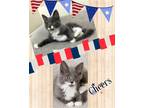 Adopt Cheers a Domestic Mediumhair / Mixed cat in Naples, FL (41539962)