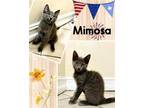 Adopt Mimosa a Domestic Shorthair / Mixed cat in Naples, FL (41540153)