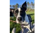 Adopt Piper a Black - with White Boxer / American Pit Bull Terrier / Mixed dog