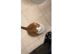 Adopt Roo a Orange or Red Tabby Domestic Mediumhair / Mixed (medium coat) cat in
