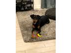 Adopt Luc a Black - with Tan, Yellow or Fawn Doberman Pinscher / Mixed dog in