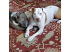 Adopt Sweetie Pie a Tan/Yellow/Fawn American Pit Bull Terrier dog in Grand