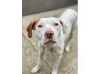 Adopt Bubble Wrap a White - with Brown or Chocolate Pit Bull Terrier / Mixed dog