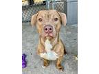 Adopt Farley a Red/Golden/Orange/Chestnut Pit Bull Terrier / Mixed dog in