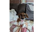 Adopt Lily a Dachshund / Mixed dog in WAYNESVILLE, GA (41540175)