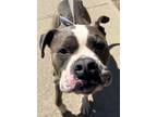 Adopt Primo & Sassy a White - with Gray or Silver Pit Bull Terrier / Mixed dog