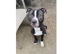 Adopt Patrice a Black - with White Pit Bull Terrier / Mixed dog in Chicago