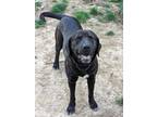 Adopt Diesel a Black - with White Labrador Retriever / Bullmastiff / Mixed dog