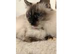 Adopt Indigo a Cream or Ivory (Mostly) Siamese (long coat) cat in Eugene