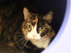 Adopt NALA a Domestic Mediumhair / Mixed (medium coat) cat in Denver