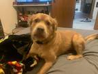 Adopt Cooper a Tan/Yellow/Fawn Golden Retriever / American Pit Bull Terrier /
