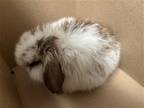 Adopt RYAN GOSLING a Other/Unknown / Mixed (medium coat) rabbit in Tustin