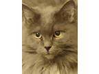 Adopt Sampson a Gray or Blue Russian Blue / Mixed (long coat) cat in Hawley