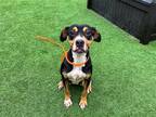 Adopt JILLIAN a Tricolor (Tan/Brown & Black & White) Boxer / Mixed dog in