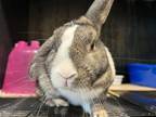 Adopt AGATHA a Dutch / Mixed (medium coat) rabbit in Tustin, CA (41540166)