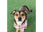 Adopt Moon - Emotional Support Dog - So Ca a Brown/Chocolate - with Tan Beagle /