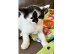 Adopt Pansy a Domestic Shorthair / Mixed (short coat) cat in Brigham City -