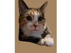 Adopt Chloe a Calico or Dilute Calico Domestic Shorthair / Mixed cat in