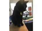 Adopt Shadow a All Black American Shorthair / Mixed (short coat) cat in Foley