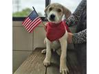 Adopt Gideon a Mixed Breed (Medium) / Mixed dog in Rancho Santa Fe