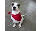 Adopt Harvey a Mixed Breed (Medium) / Mixed dog in Rancho Santa Fe