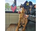 Adopt Hank a Mixed Breed (Medium) / Mixed dog in Rancho Santa Fe, CA (41539297)