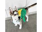 Adopt Hugo a Mixed Breed (Medium) / Mixed dog in Rancho Santa Fe, CA (41539286)