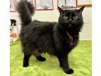 Adopt Fluffy a All Black Domestic Longhair (long coat) cat in Uvalde